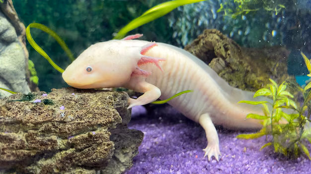 underwater-axolotl-portrait-aquarium-ambystoma-mexicanum-mexican-walking-fish_767502-622